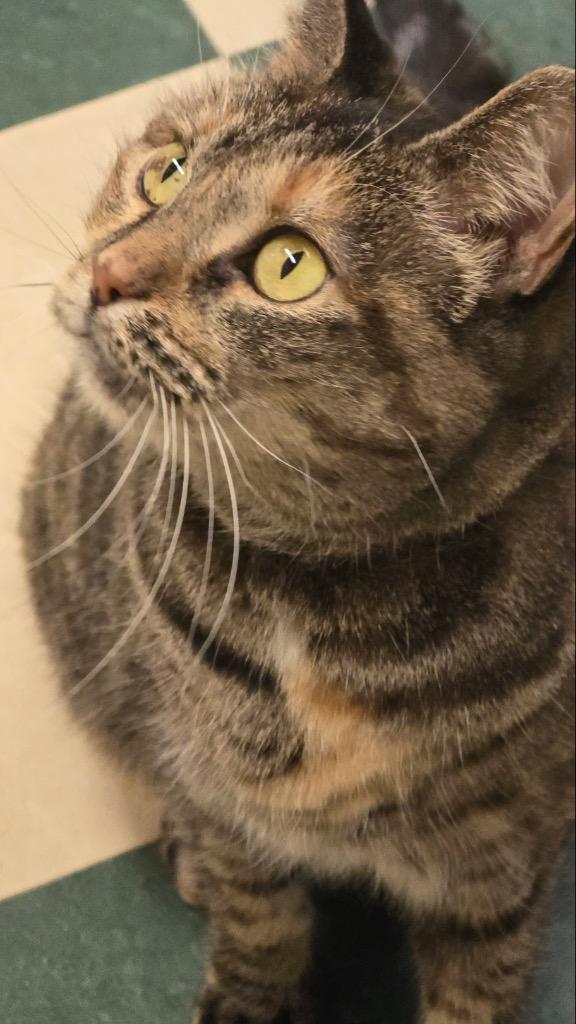 Enlarge NICKI, a Adoptable mixed breed in Muskegon, MI image 1/6