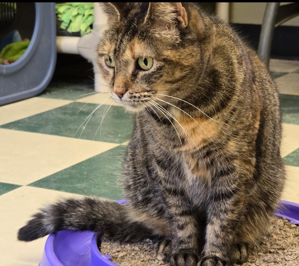 Enlarge NICKI, a Adoptable mixed breed in Muskegon, MI image 4/6