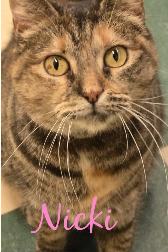 NICKI, Adoptable, Adult Female Domestic Short Hair.