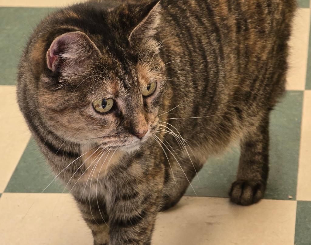 Enlarge NICKI, a Adoptable mixed breed in Muskegon, MI image 3/4