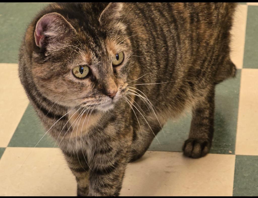 Enlarge NICKI, a Adoptable mixed breed in Muskegon, MI image 4/4