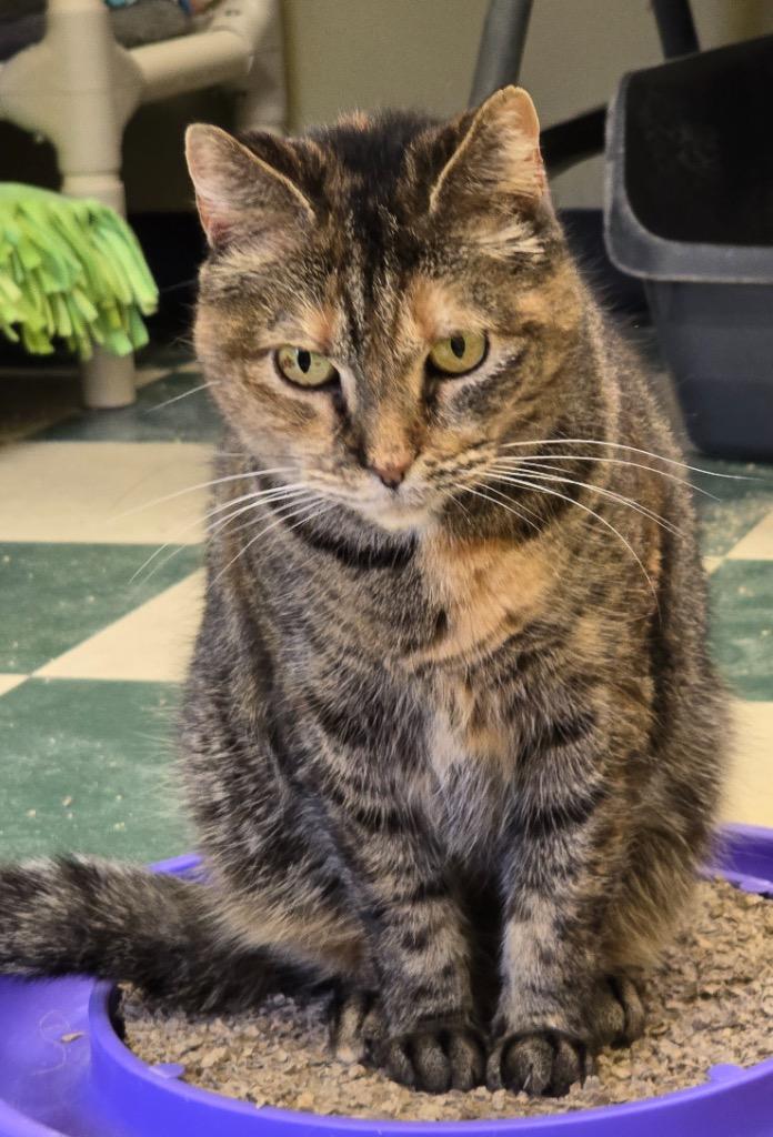 Enlarge NICKI, a Adoptable mixed breed in Muskegon, MI image 5/6