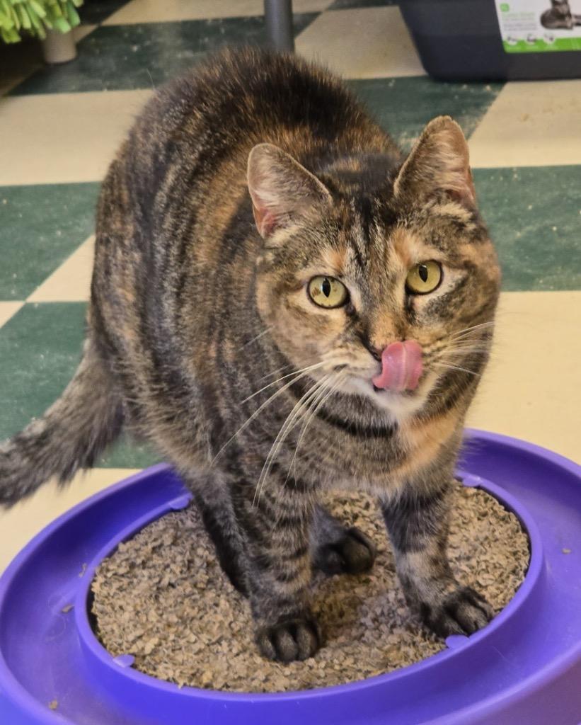 Enlarge NICKI, a Adoptable mixed breed in Muskegon, MI image 6/6