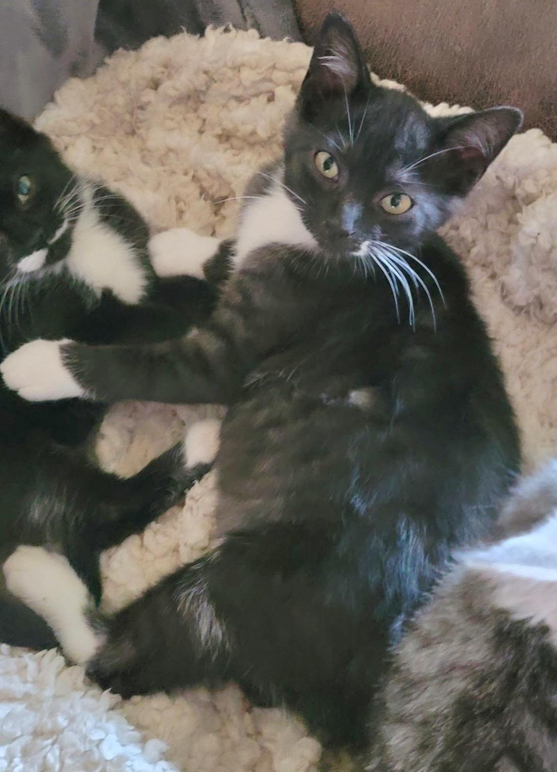 Onnikka, Adoptable, Kitten Female Tabby.