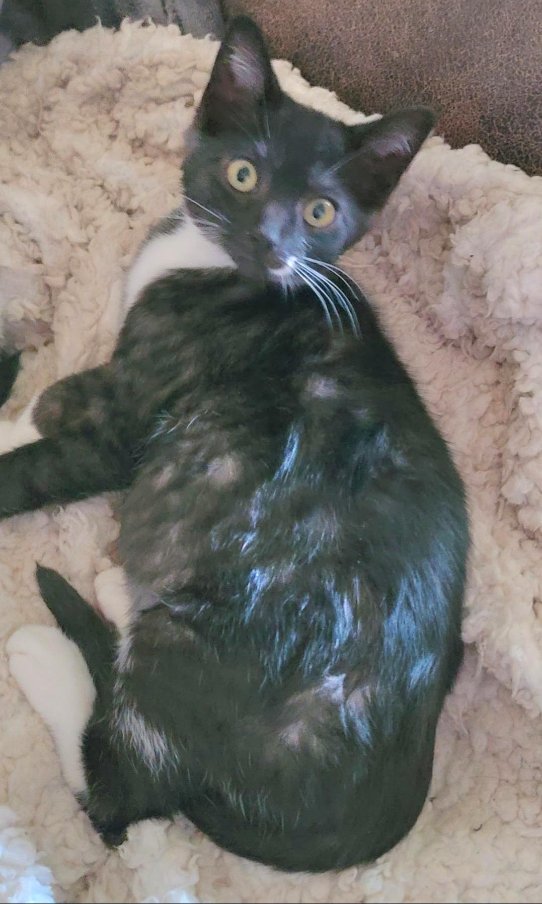 Enlarge Onnikka, a Adoptable Tabby in Springfield, OR image 3/3