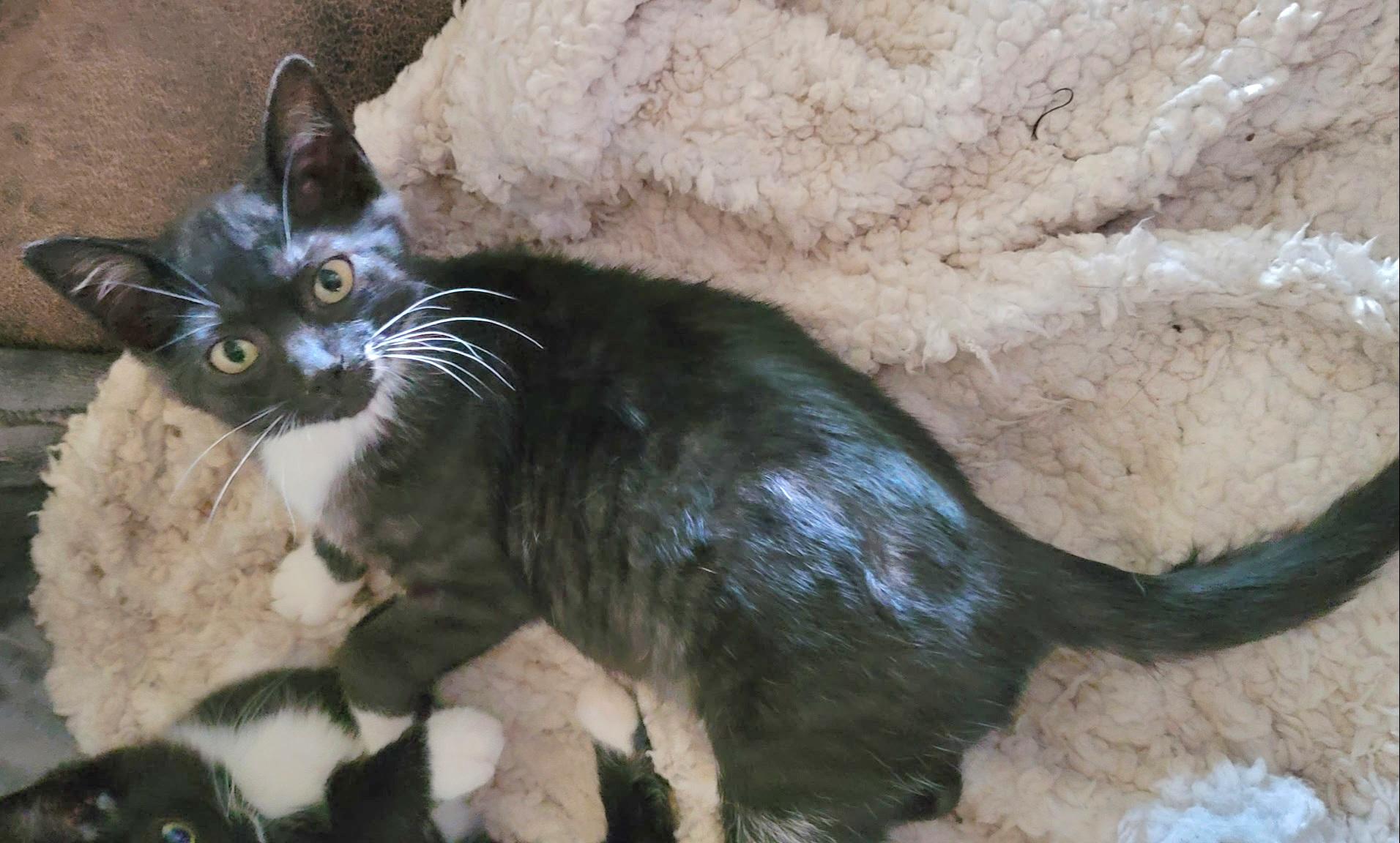 Enlarge Onnikka, a Adoptable Tabby in Springfield, OR image 2/3