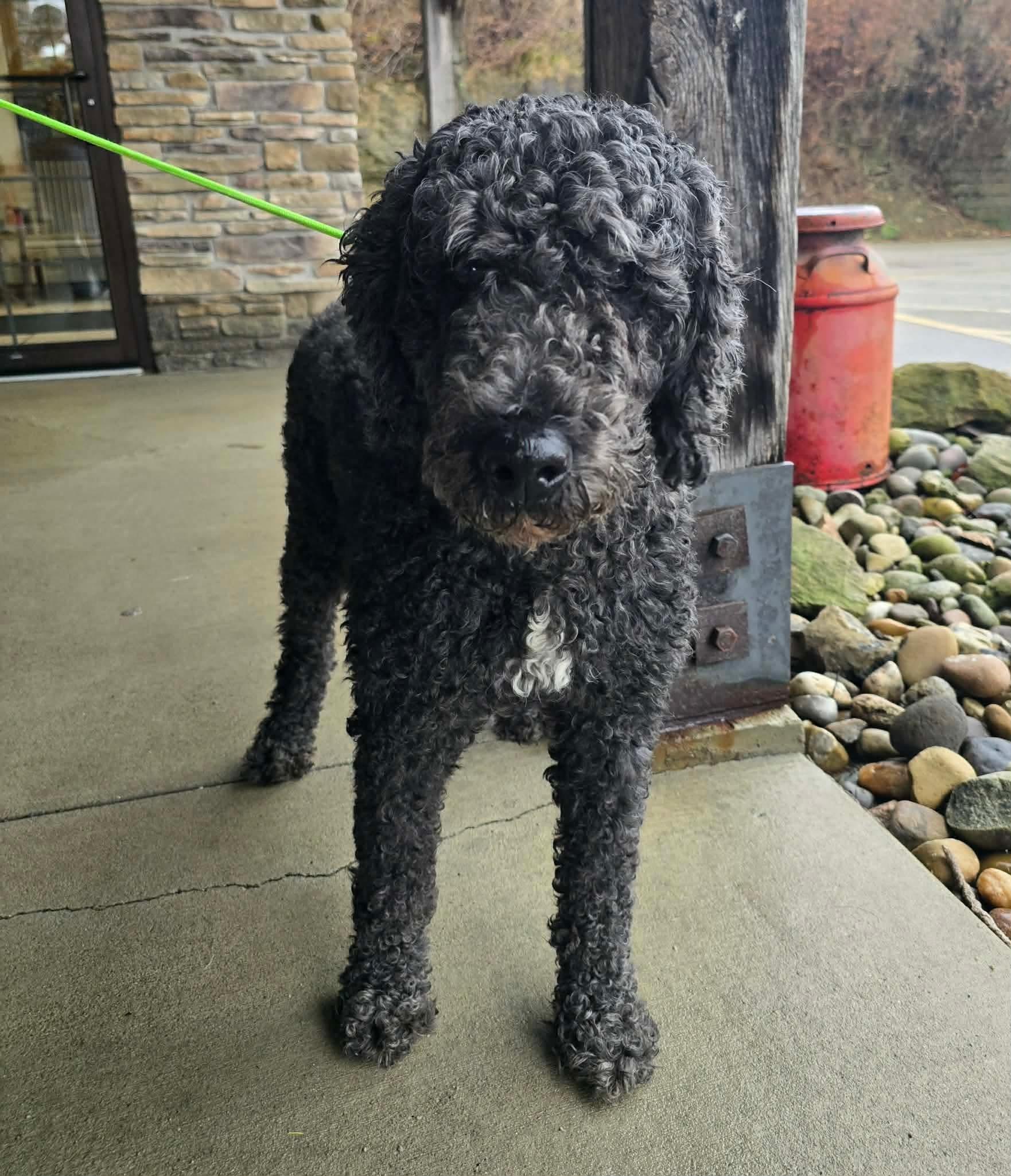 Jazzy, ADOPTABLE, Adult Female Poodle.
