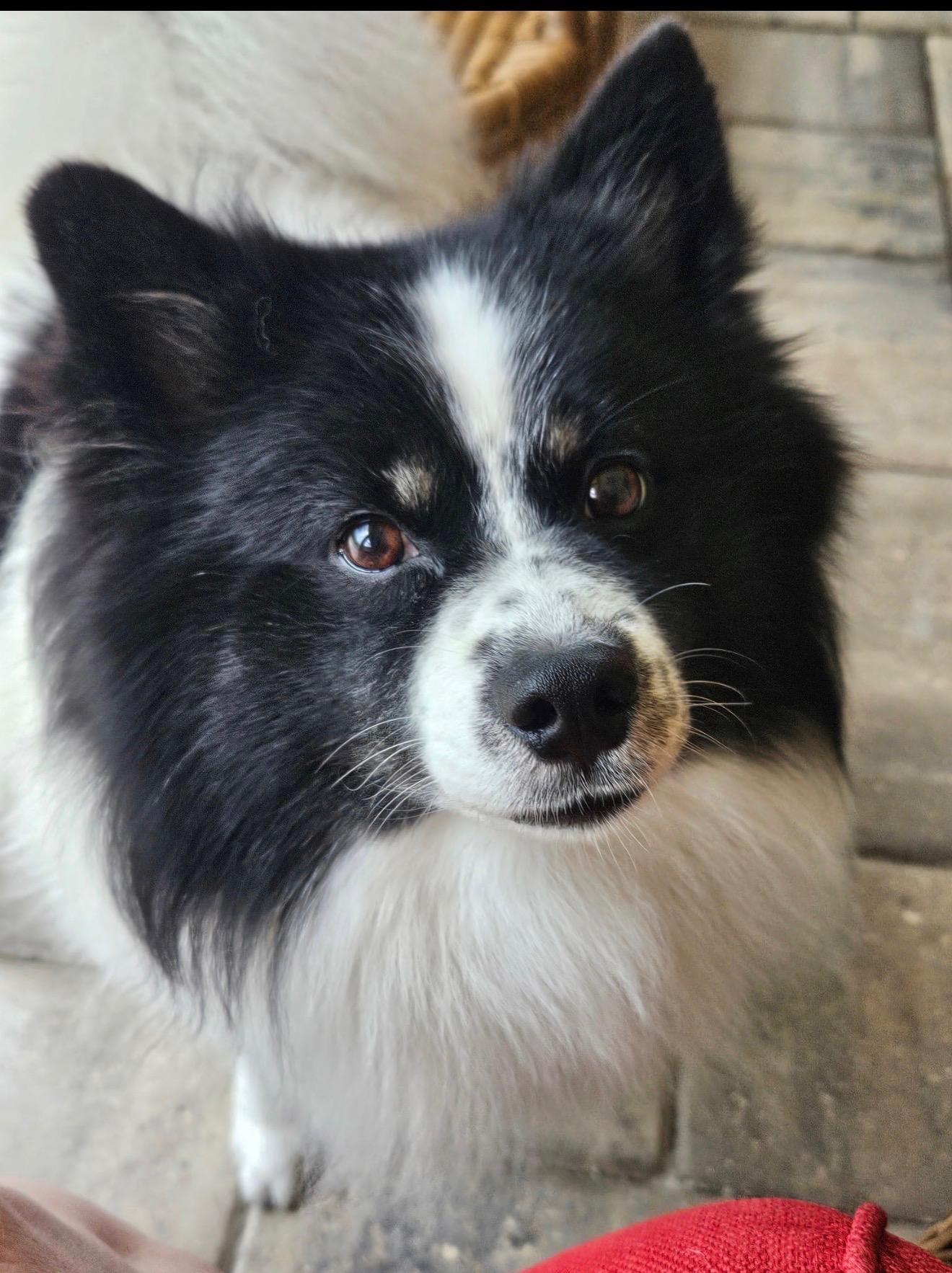 Enlarge Milo Pomski, an adoptable Pomsky in Sarasota, FL image 2/2