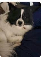 Enlarge Milo Pomski, an adoptable Pomsky in Sarasota, FL image 1/1