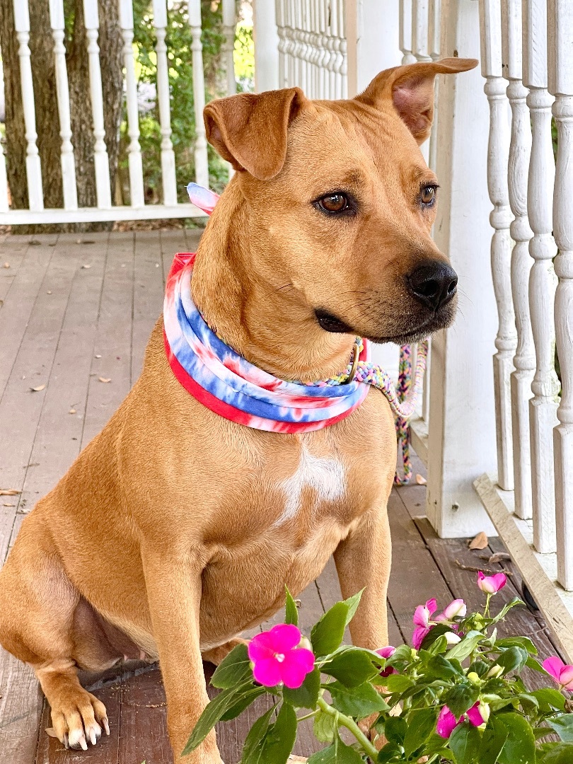 Enlarge PENNY- happy spirit!, a Adoptable mixed breed in Waltham, MA image 1/12