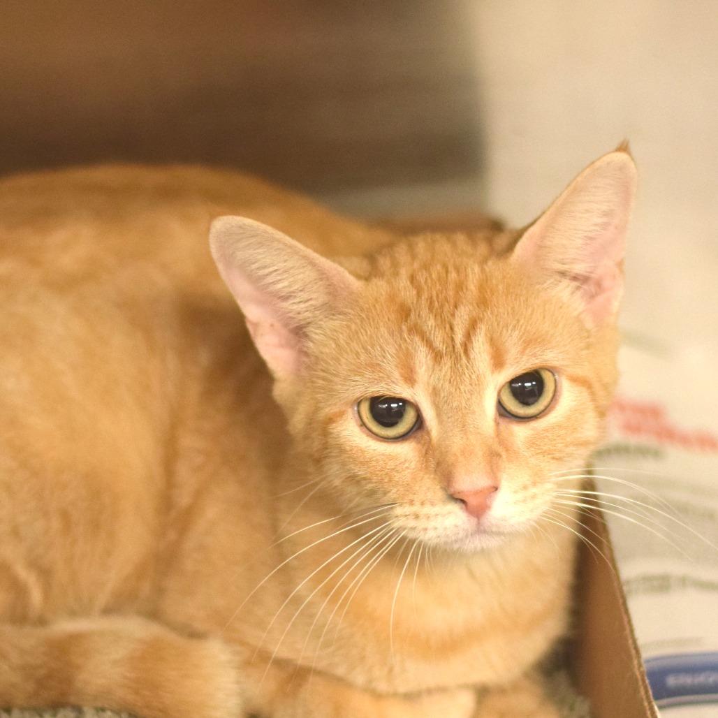 Enlarge Alanis Meow-rissette - PetSmart Belleville, a Adoptable Domestic Short Hair in Belleville, IL image 1/1
