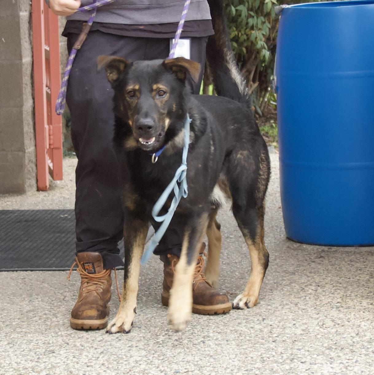 Bram, a Adoptable mixed breed in Grass Valley, CA image 1/5