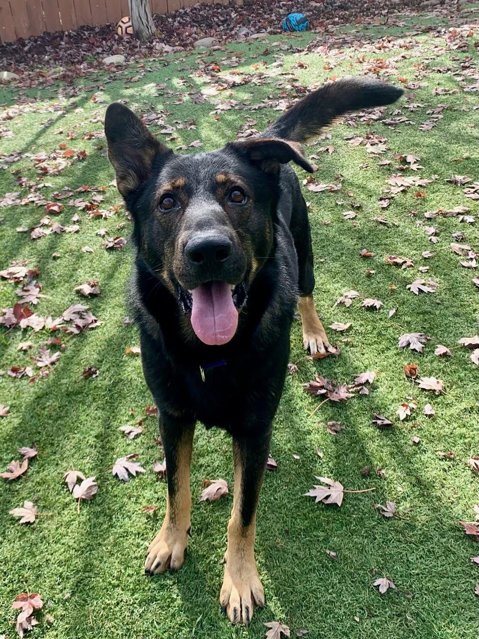 Bram, a Adoptable mixed breed in Grass Valley, CA image 3/5
