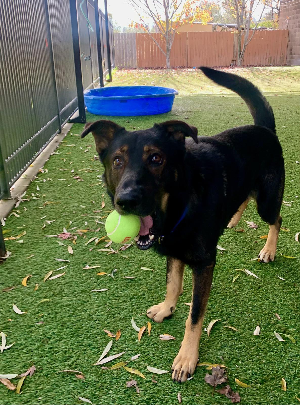 Bram, a Adoptable mixed breed in Grass Valley, CA image 4/5