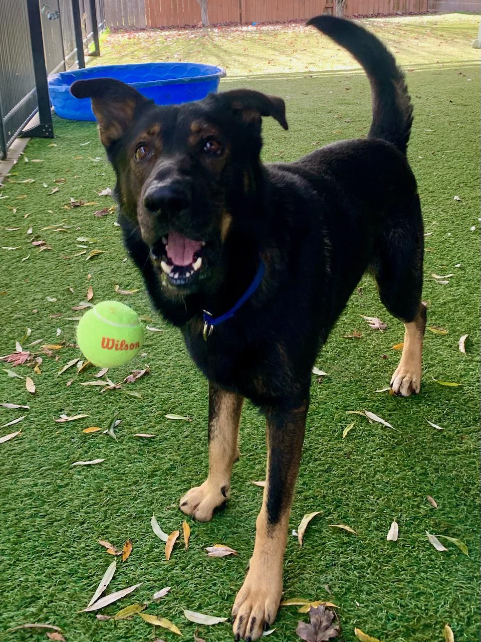 Bram, a Adoptable mixed breed in Grass Valley, CA image 5/5