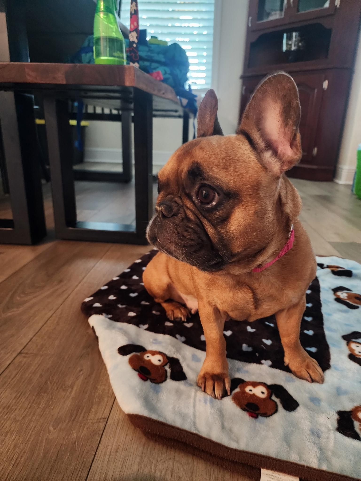 Twyla, Adopted, Senior Female French Bulldog.