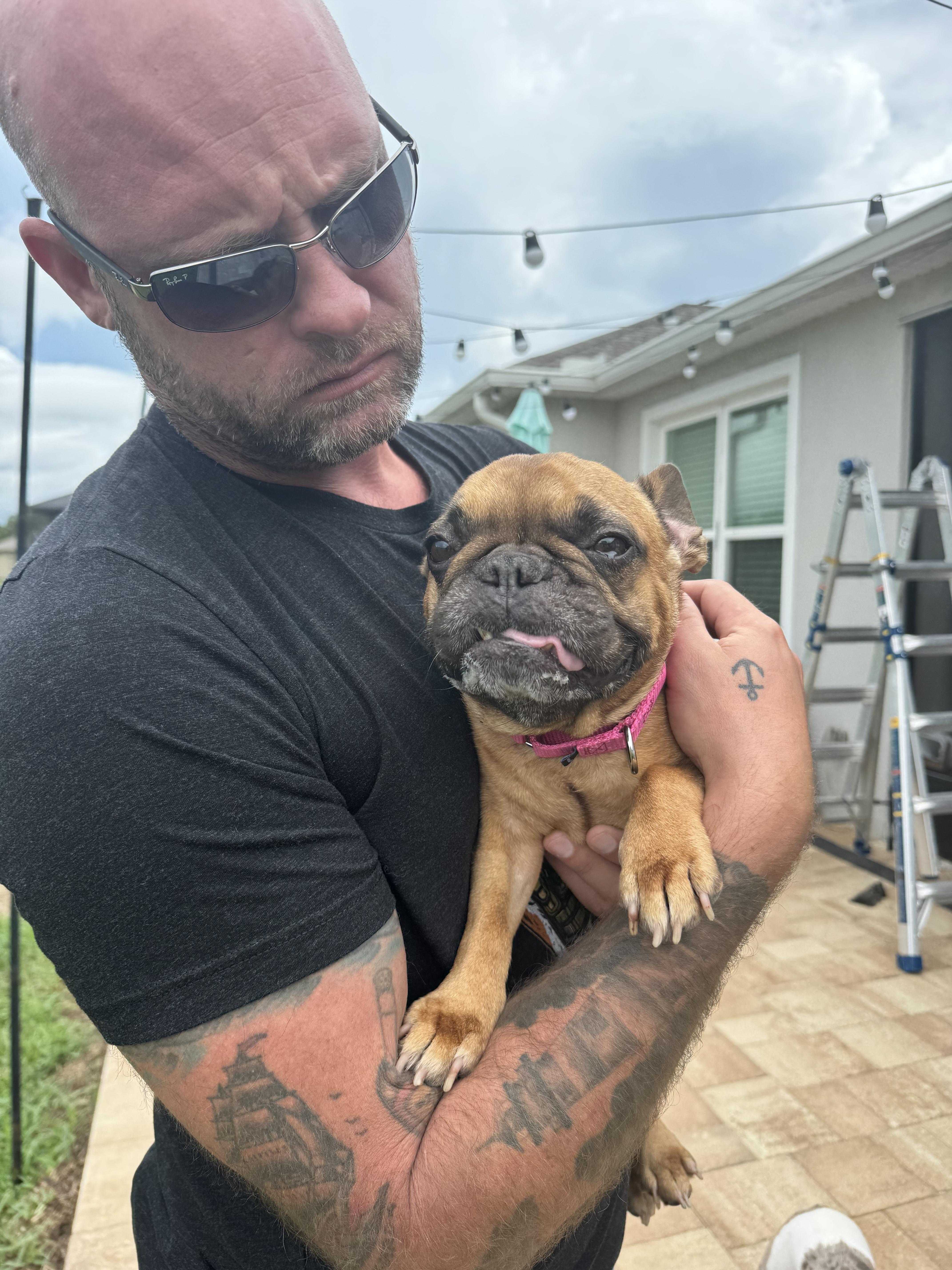 Enlarge Twyla, a Adopted French Bulldog in PALM BAY, FL image 2/3