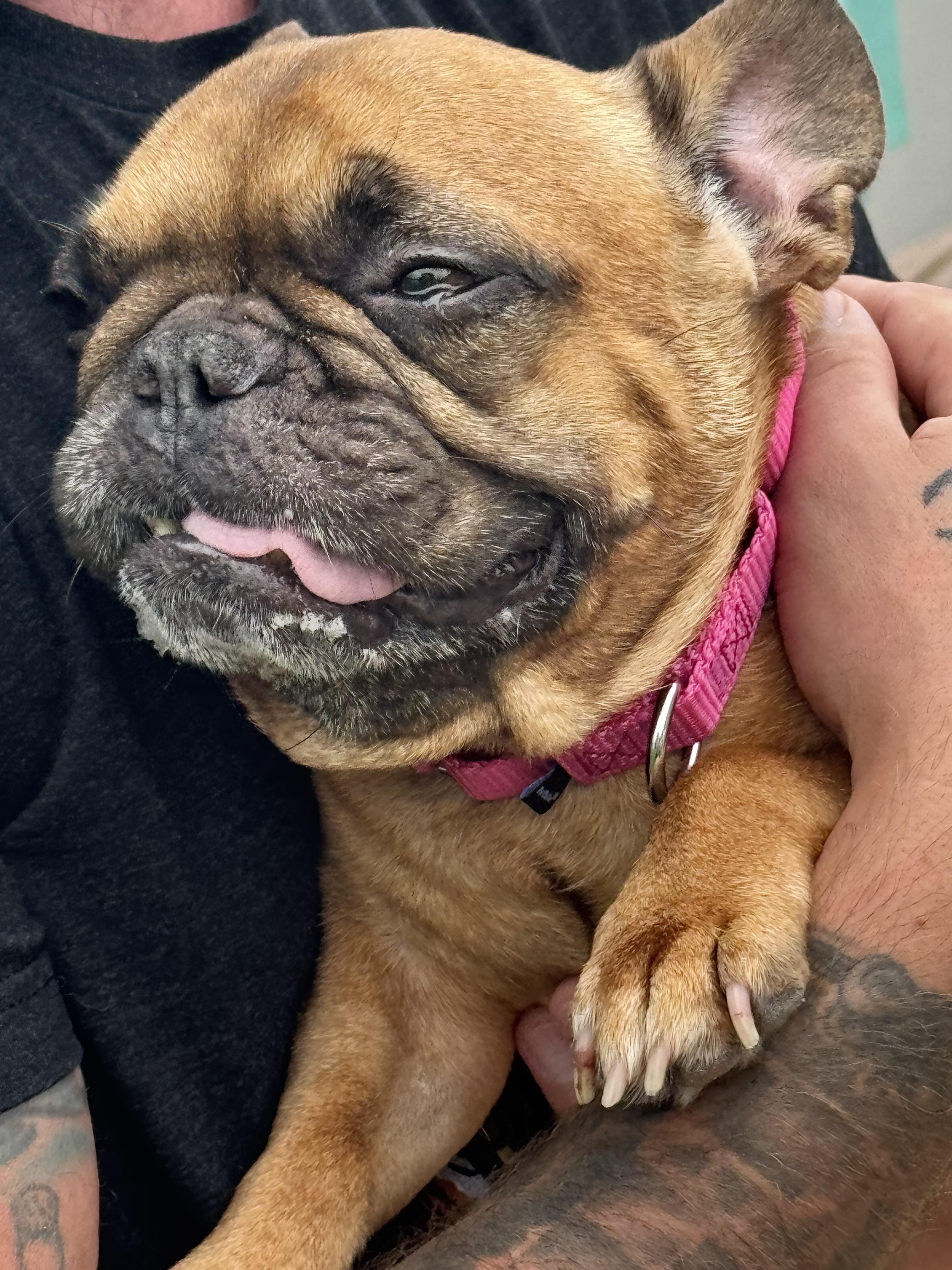 Enlarge Twyla, a Adopted French Bulldog in PALM BAY, FL image 3/3