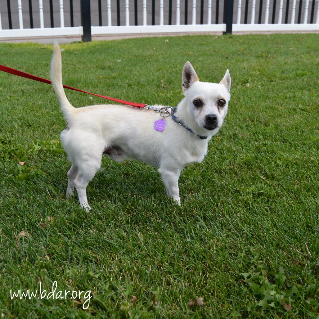 Poe, a Adoptable mixed breed in Cheyenne, WY image 1/3