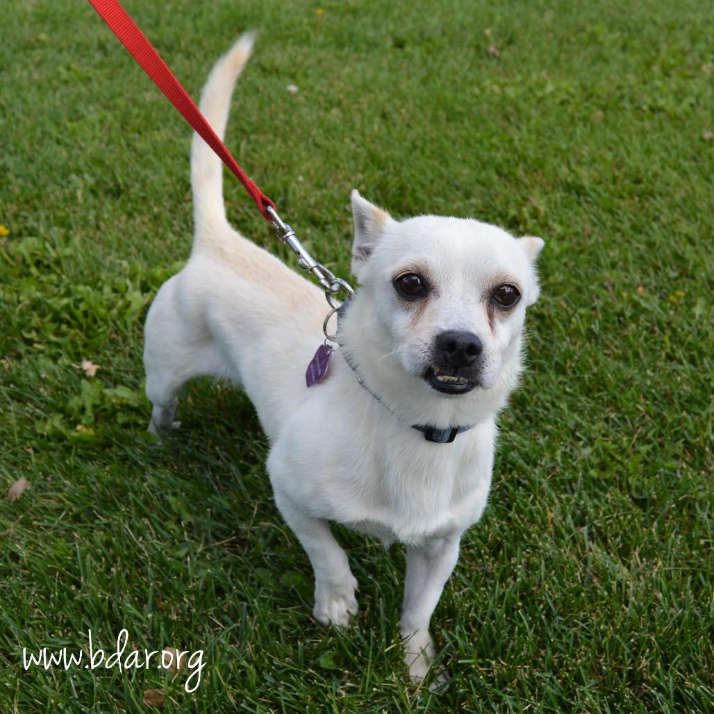 Poe, a Adoptable mixed breed in Cheyenne, WY image 2/3
