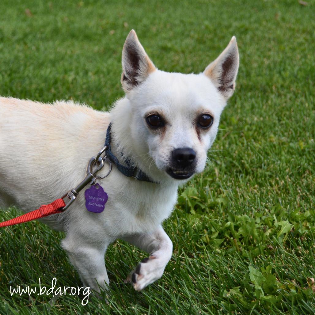 Poe, a Adoptable mixed breed in Cheyenne, WY image 3/3