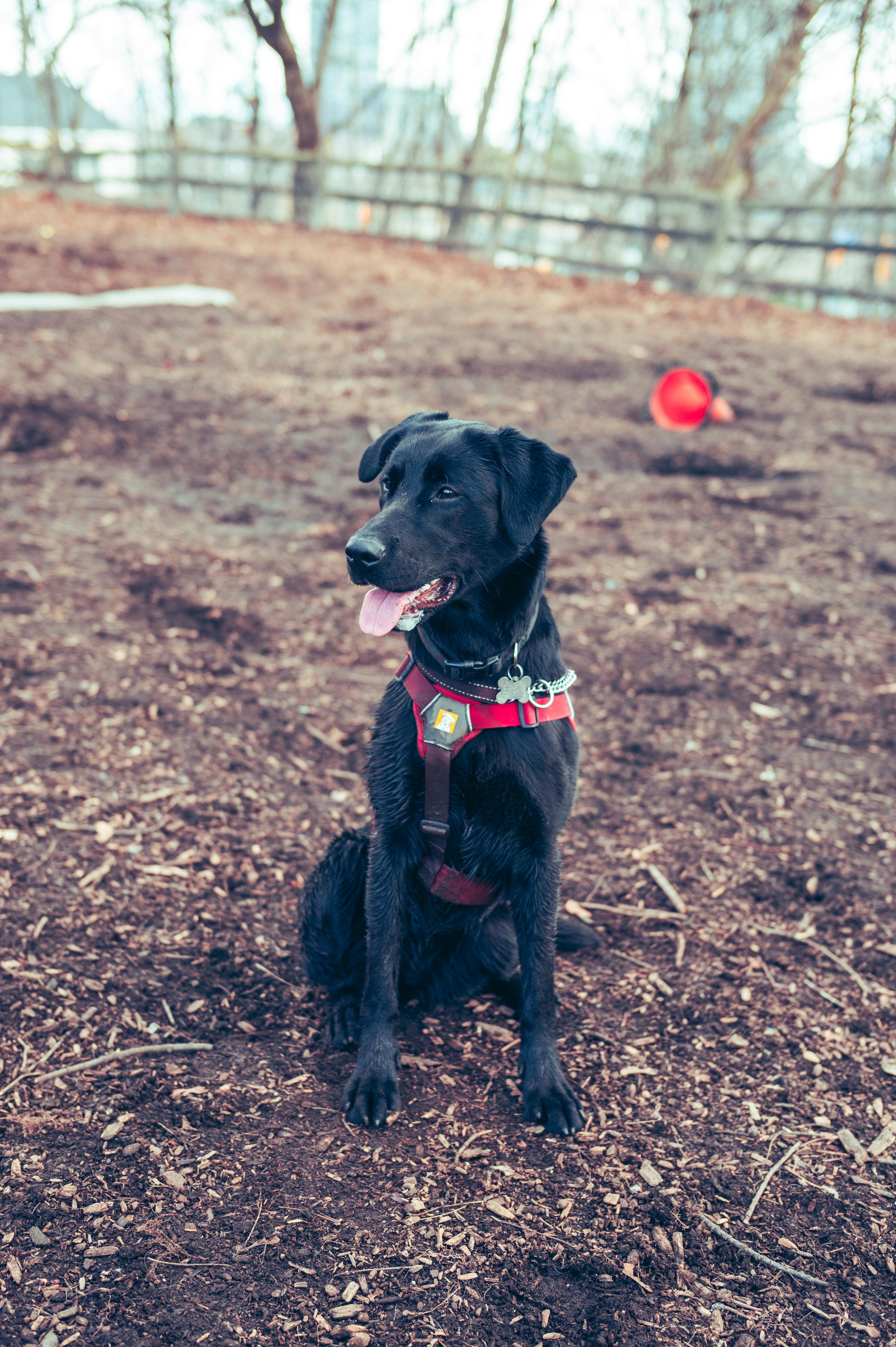 Enlarge Mabel, a ADOPTABLE mixed breed in Etobicoke, ON image 2/5