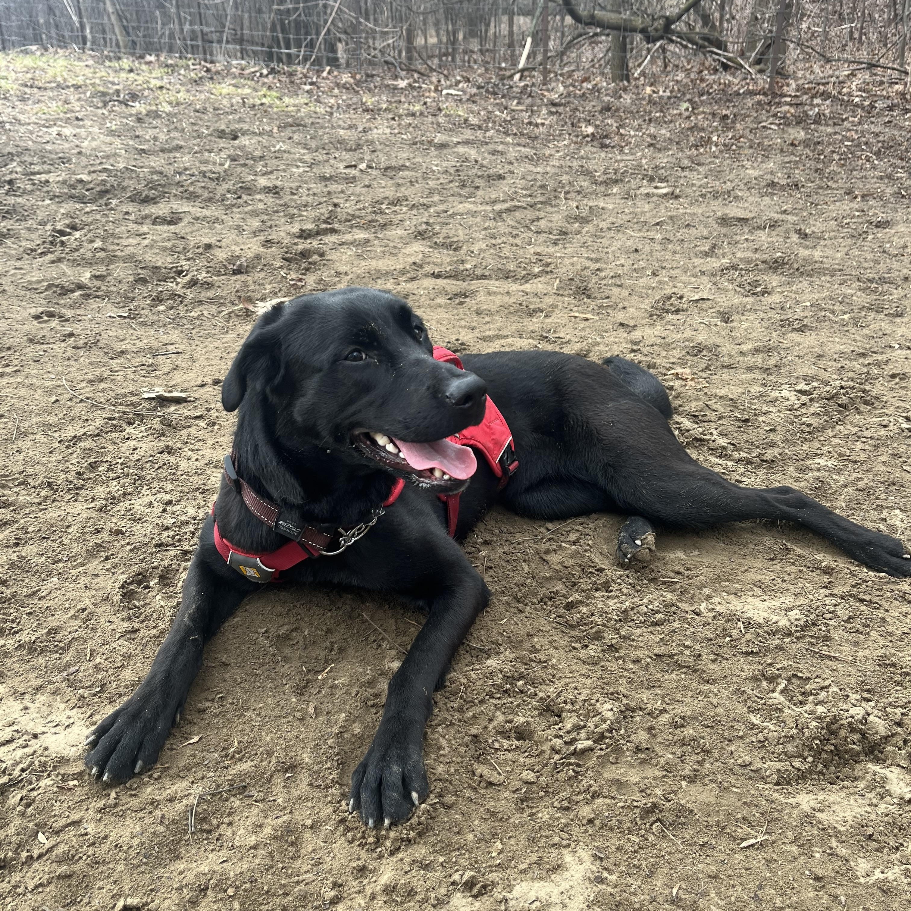 Enlarge Mabel, a ADOPTABLE mixed breed in Etobicoke, ON image 3/5