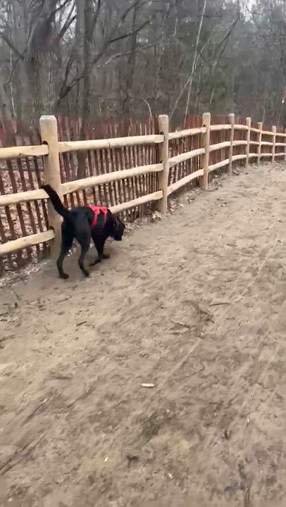 Enlarge Mabel, a ADOPTABLE mixed breed in Etobicoke, ON video 4/5