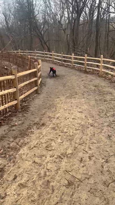 Enlarge Mabel, a ADOPTABLE mixed breed in Etobicoke, ON video 5/5