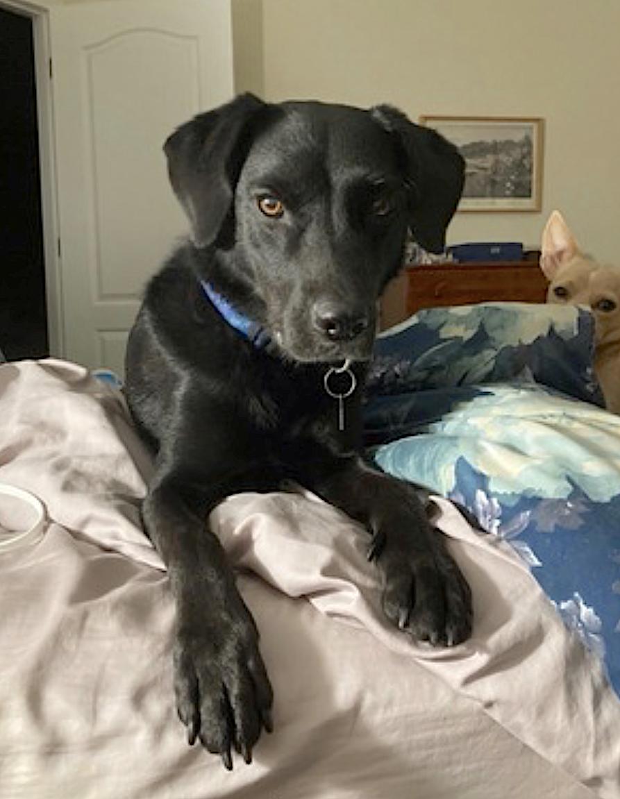 Enlarge Gypsy, an adopted mixed breed in Amherst, MA image 2/3