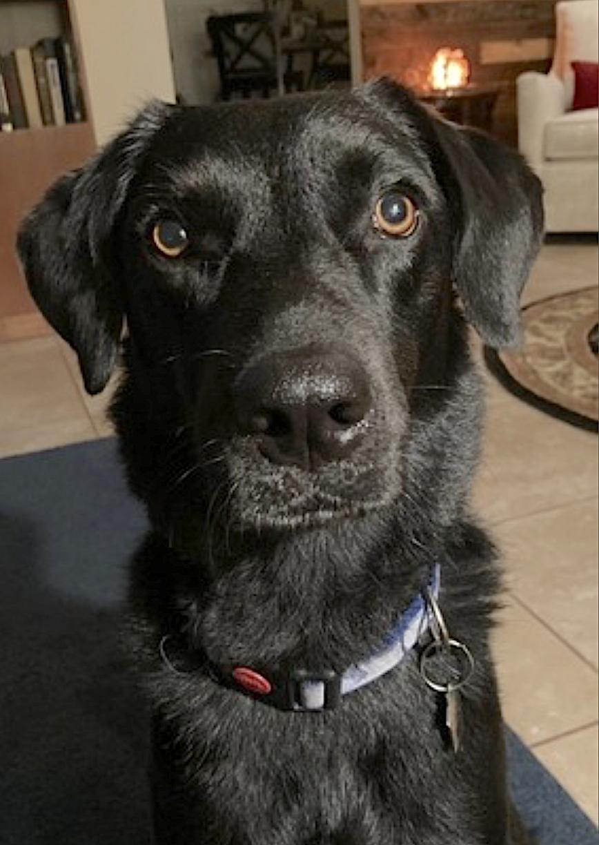 Enlarge Gypsy, an adopted mixed breed in Amherst, MA image 3/3