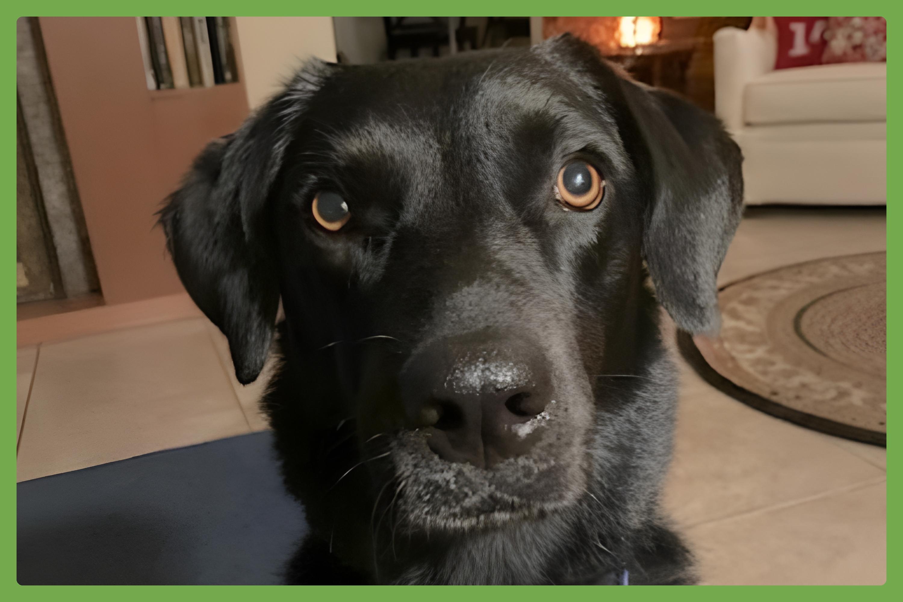 Enlarge Gypsy, an adopted mixed breed in Amherst, MA image 1/3