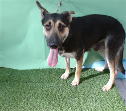 ANAIS, Adoptable, Adult Female German Shepherd Dog.