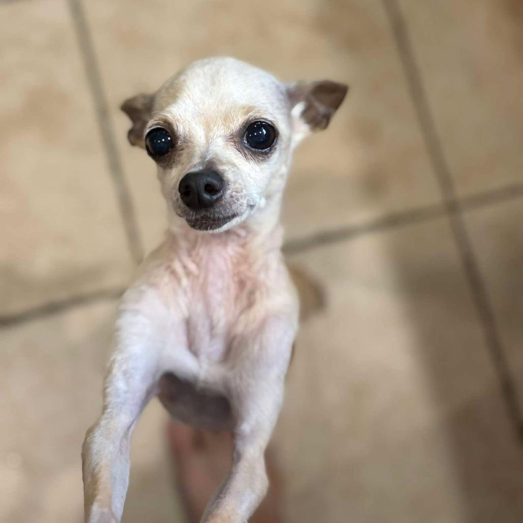 Enlarge Priscilla, a Adoptable Chihuahua in Katy, TX image 1/2