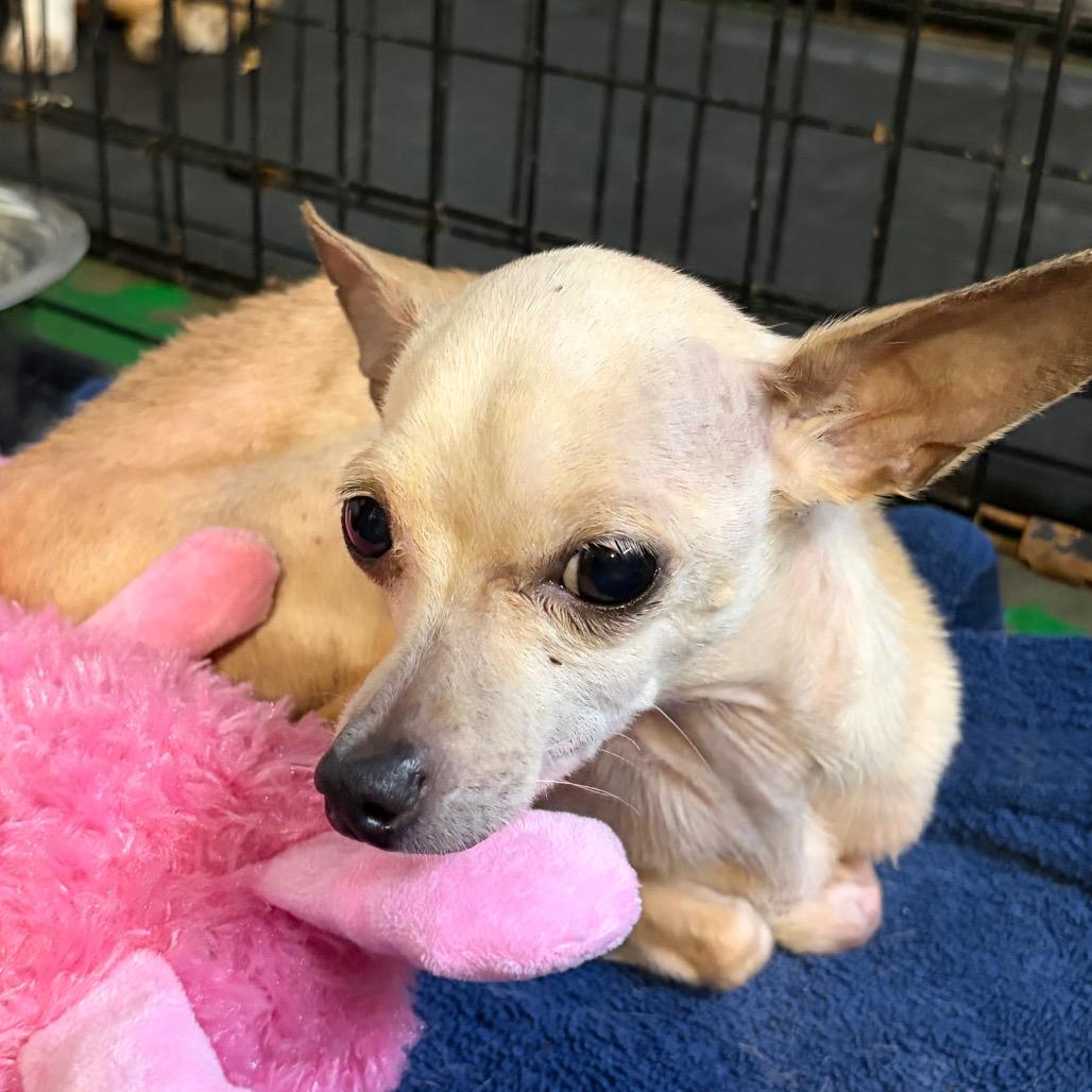 Enlarge Priscilla, a Adoptable Chihuahua in Katy, TX image 2/2