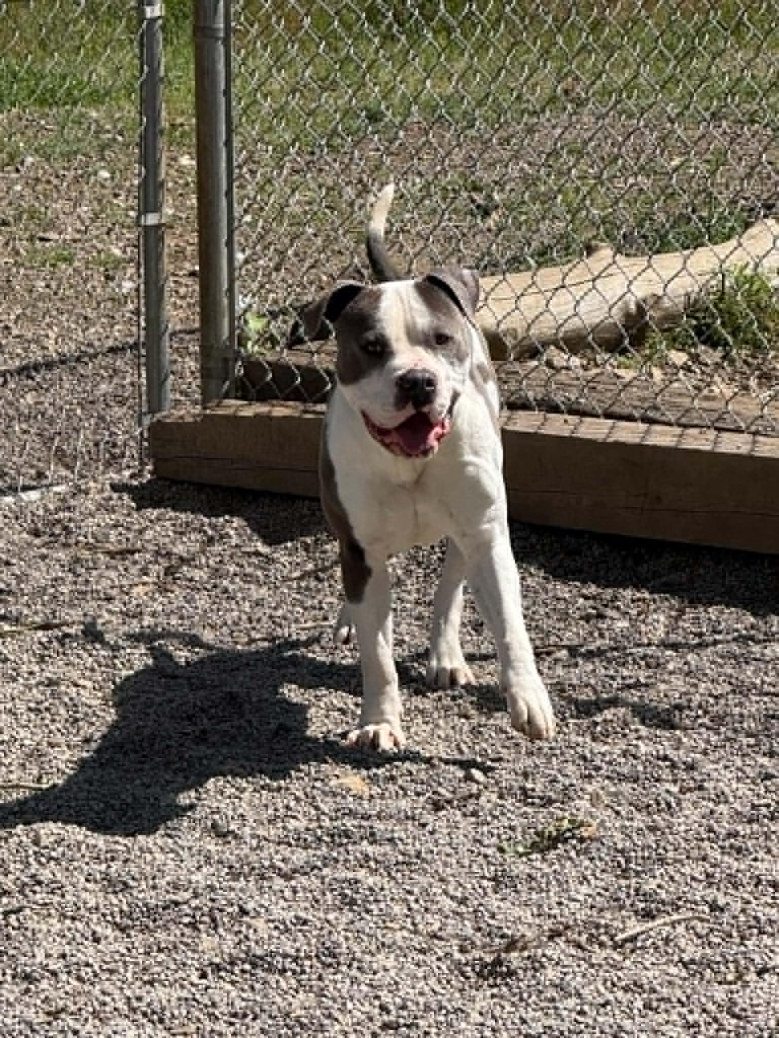Buddy, a ADOPTABLE Pit Bull Terrier in St. Maries, ID image 4/6