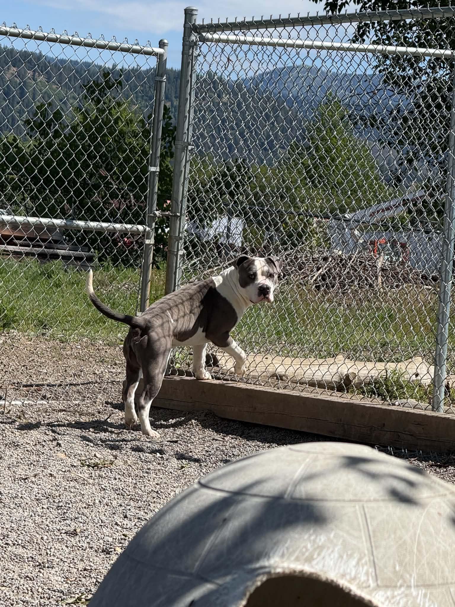 Buddy, a ADOPTABLE Pit Bull Terrier in St. Maries, ID image 5/6
