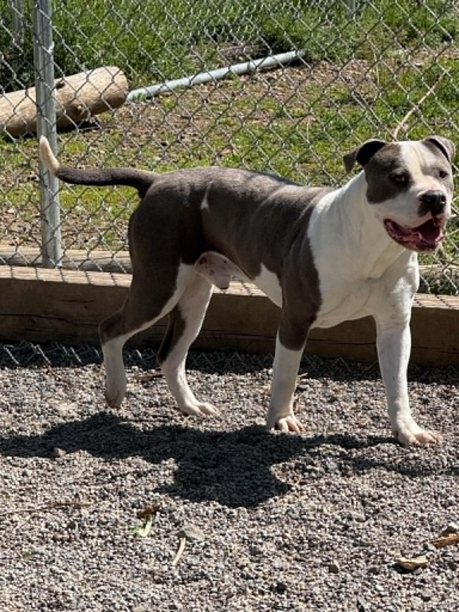 Buddy, ADOPTABLE, Adult Male Pit Bull Terrier.
