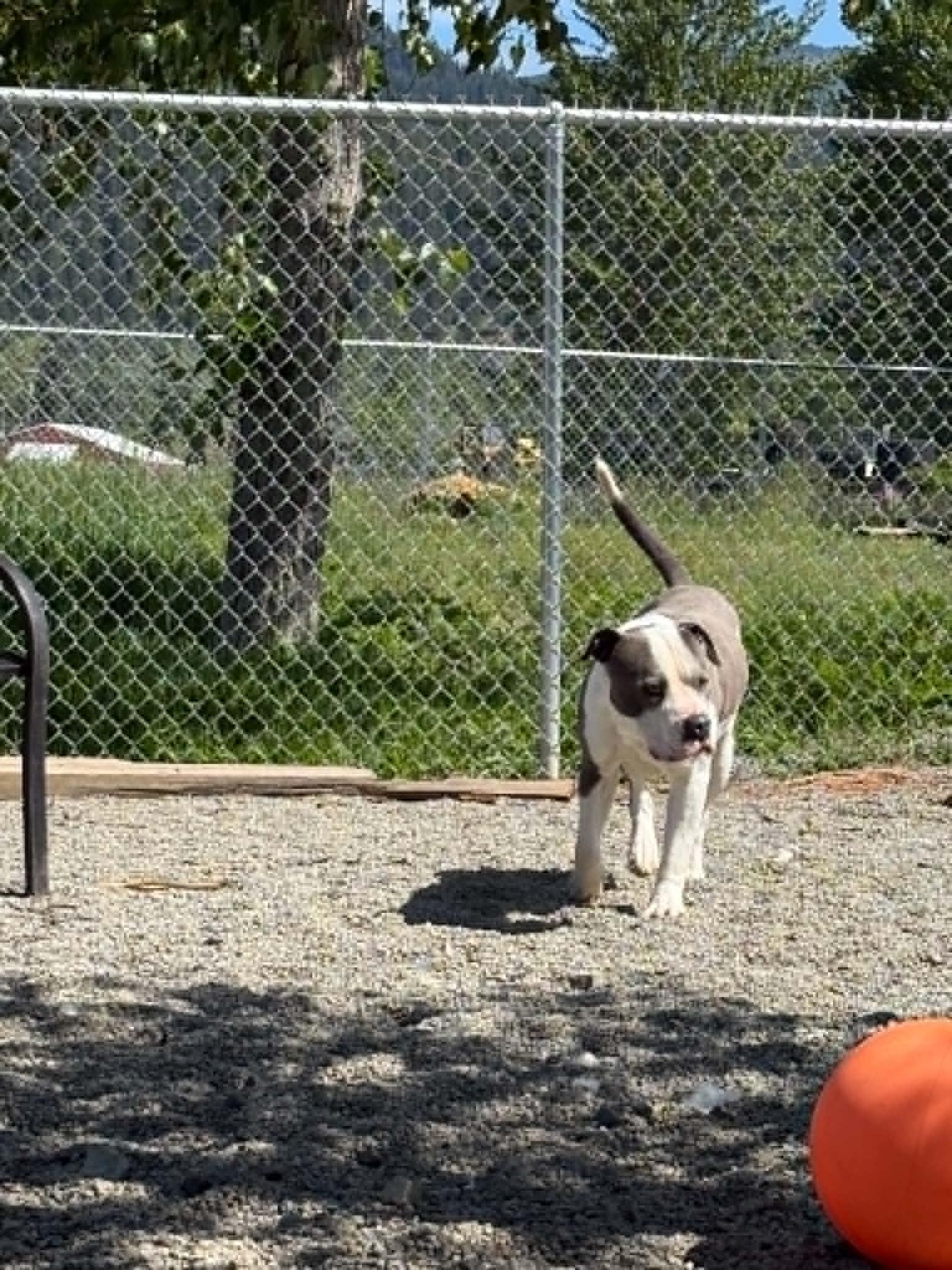 Buddy, a ADOPTABLE Pit Bull Terrier in St. Maries, ID image 6/6