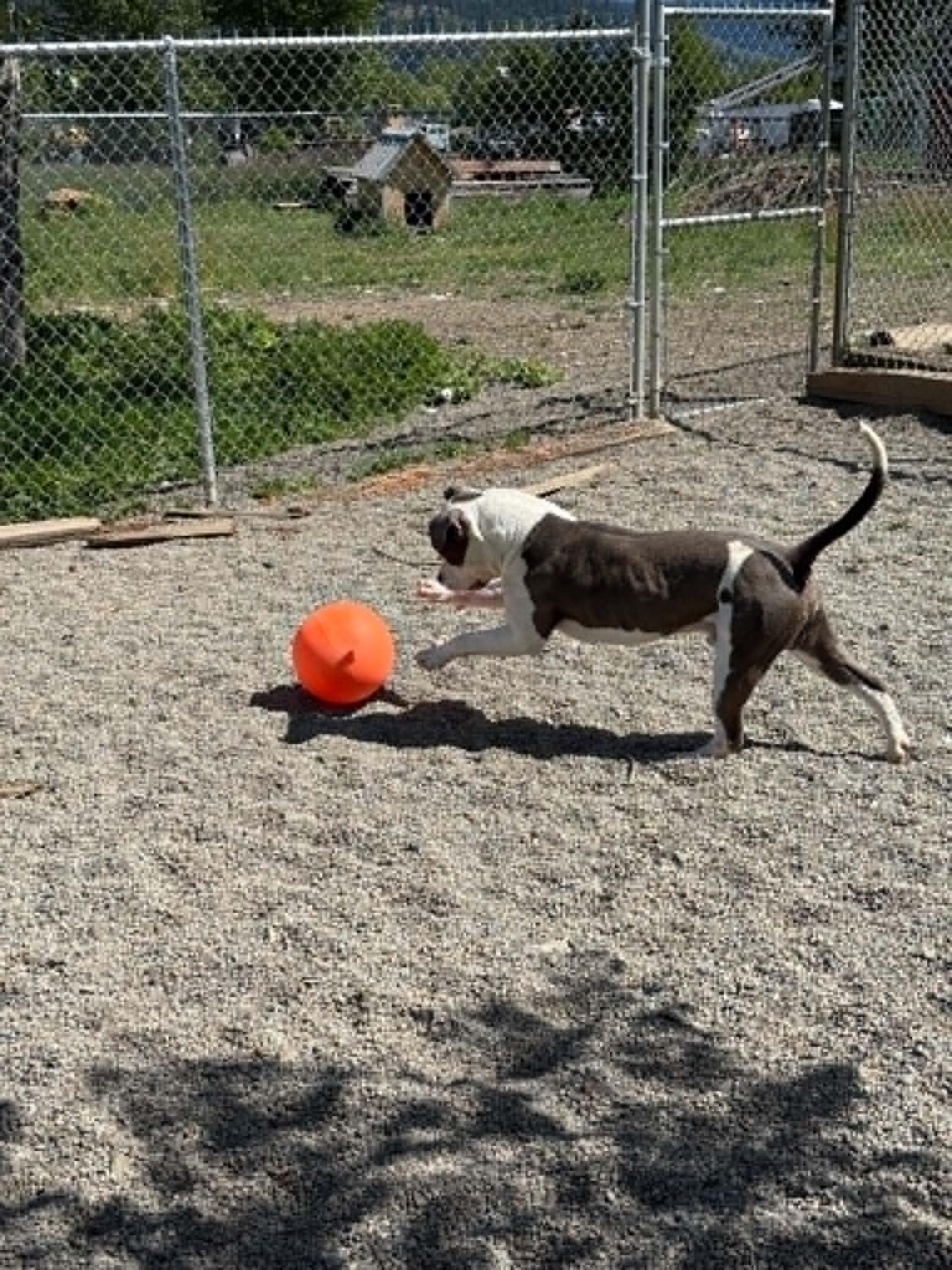Buddy, a ADOPTABLE Pit Bull Terrier in St. Maries, ID image 2/6