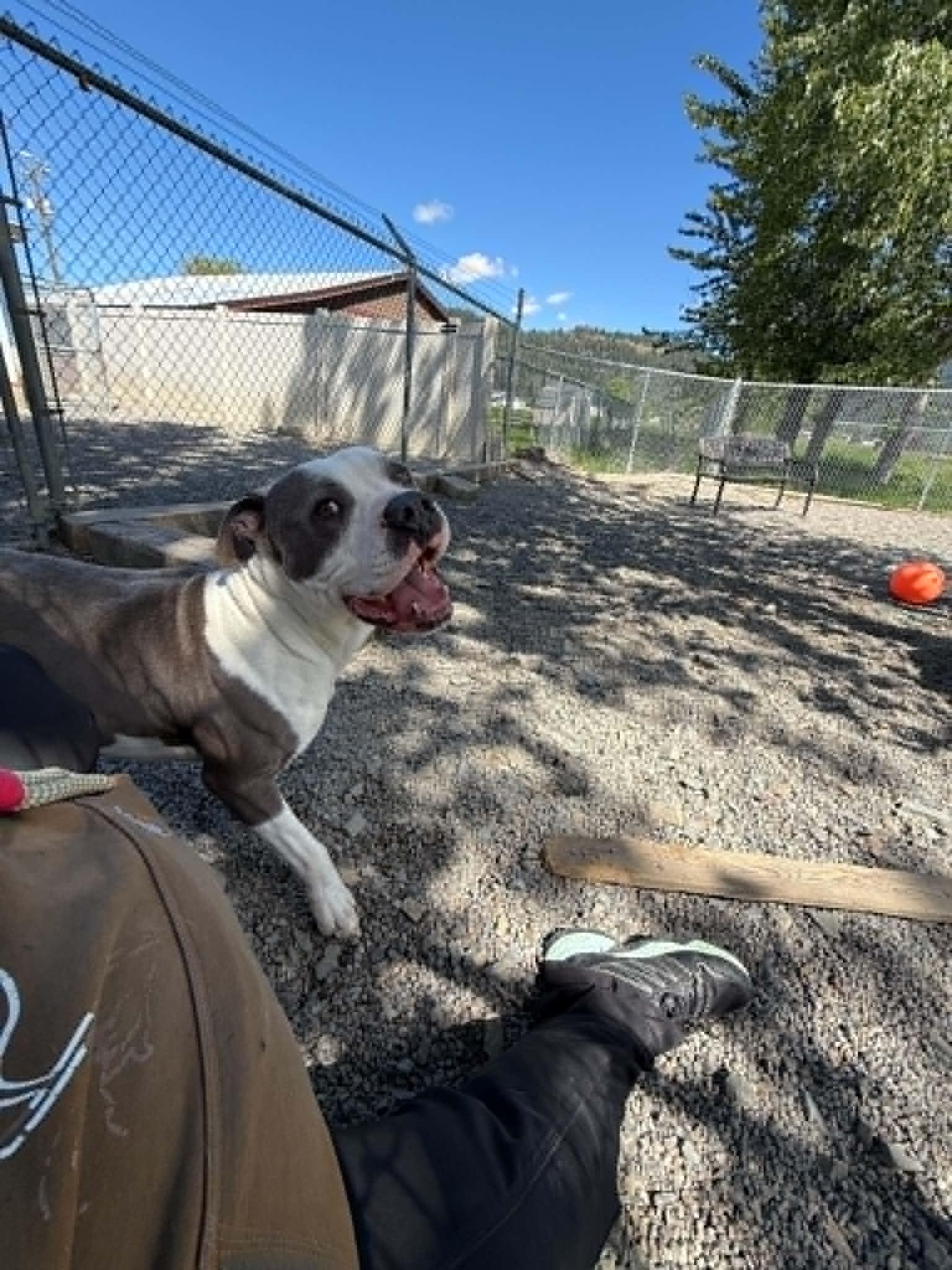 Buddy, a ADOPTABLE Pit Bull Terrier in St. Maries, ID image 3/6