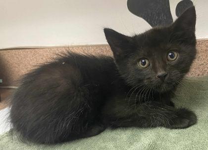 Enlarge Henry, a Adoptable Domestic Short Hair in Caldwell, ID image 1/1