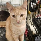 JOHNNY, ADOPTABLE, Kitten Male Tabby.