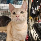 JOHNNY — thumbnail 2