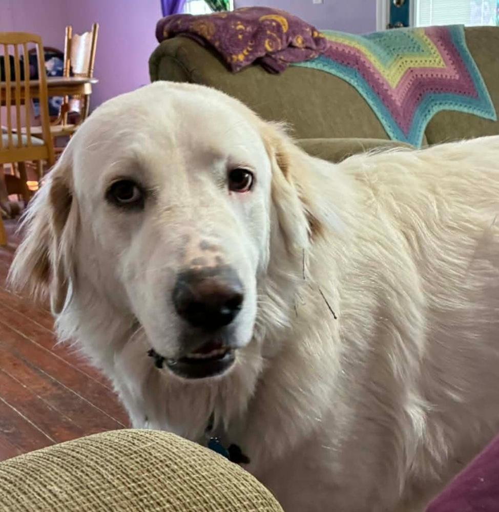 Enlarge Tommy, a Adoptable mixed breed in Warrenton, MO image 2/2