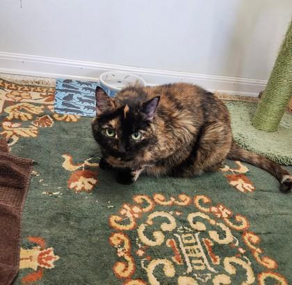 Buzzy (Working Cat), Senior Female unknown