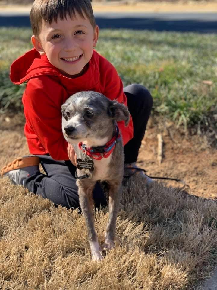 Enlarge Lark, a ADOPTABLE mixed breed in Douglas, MA image 6/6