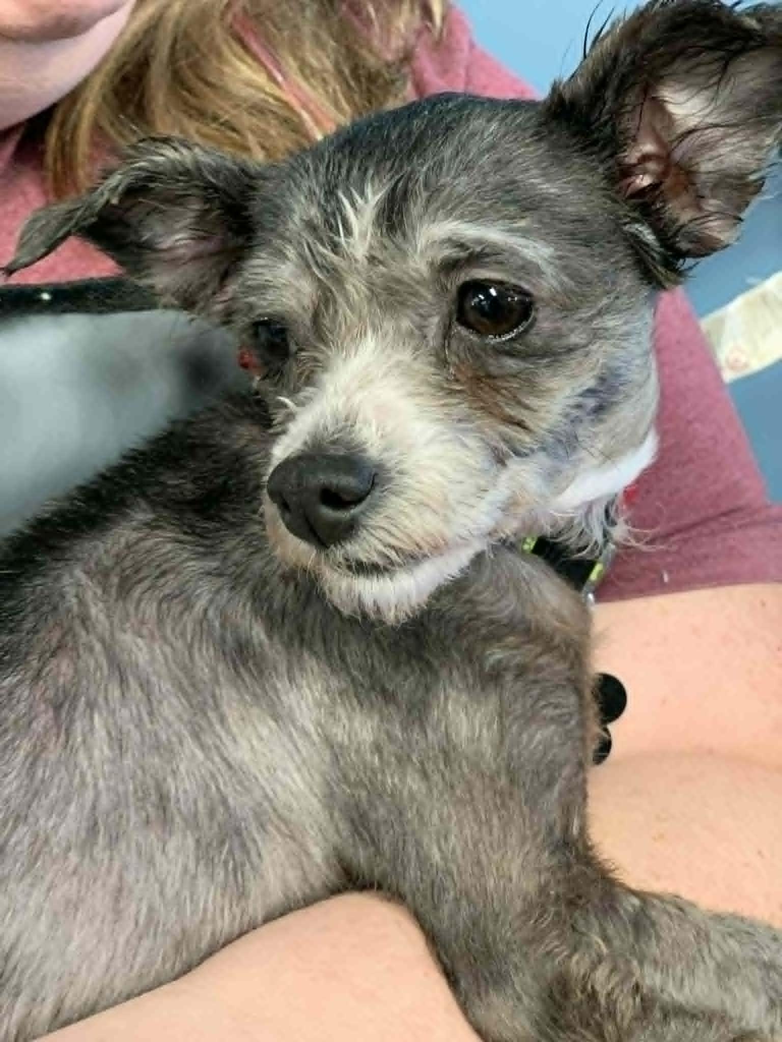 Lark, ADOPTABLE, Adult Female Miniature Poodle.