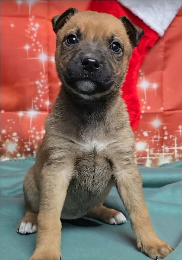 Enlarge Lemon Meringue, a Adoptable mixed breed in Sedalia, CO image 2/4