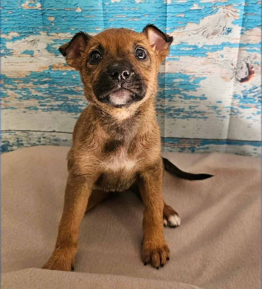 Enlarge Lemon Meringue, a Adoptable mixed breed in Sedalia, CO image 4/4